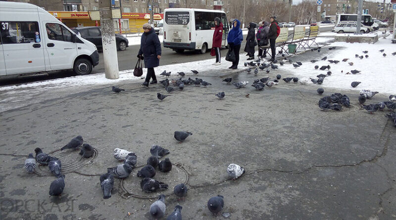На «Луче» прикормленные голуби буквально сбивают пассажиров с ног